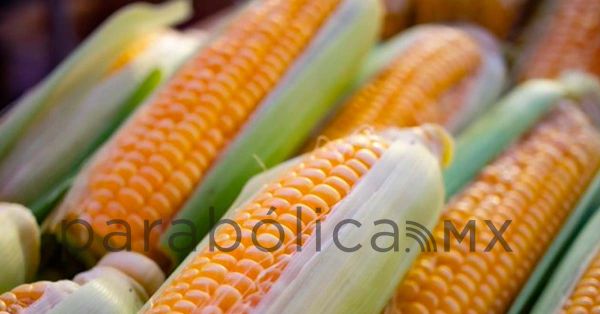 Pide EEUU a México retrasar prohibición del maíz transgénico para consumo humano