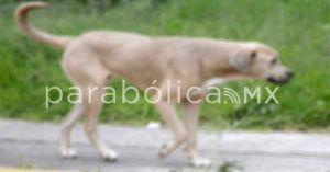 Acumula municipio más de 300 denuncias por maltrato animal