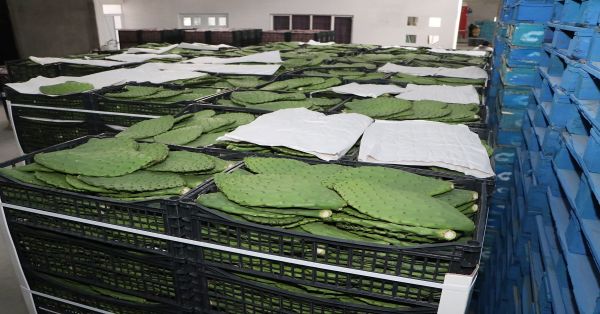Exportan nopal de Acatzingo a McAllen, Texas