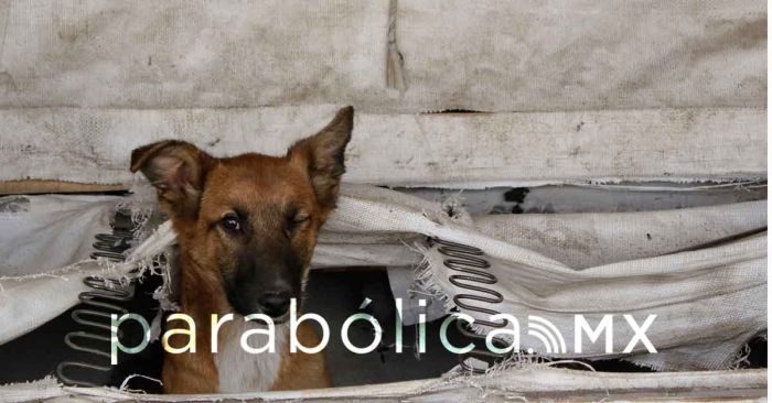 Recibe refugio "Huellitas con Alma" hasta 5 denuncias diarias por maltrato animal