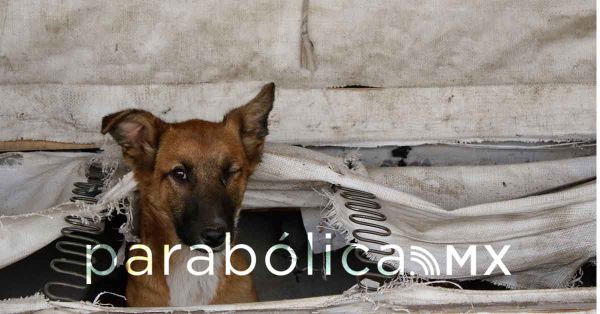 Recibe refugio "Huellitas con Alma" hasta 5 denuncias diarias por maltrato animal