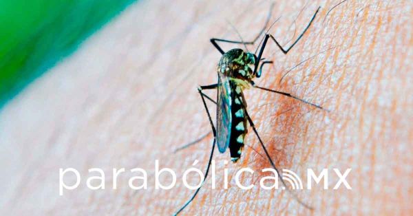 Reporta Salud 3 nuevos contagios de dengue en Puebla
