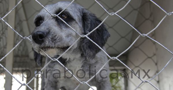 Llama Sergio Salom&oacute;n a FGE actuar con firmeza contra agresor de Enedina