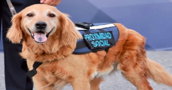 Retiran a Sky, perrita de la policía de Saltillo, por motivos de salud