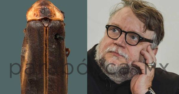 Nombra UNAM nueva especie de luciérnaga “Guillermo del Toro”