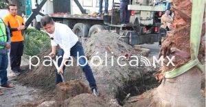 Busca ayuntamiento superar los 80 mil árboles plantados: Eduardo Rivera