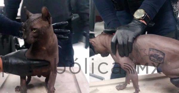 Rescatan a gato egipcio con tatuajes de “Los Mexicles” en el Cereso de Ciudad Juárez