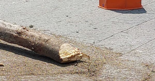 Talan tres árboles en el zócalo por supuestas plagas