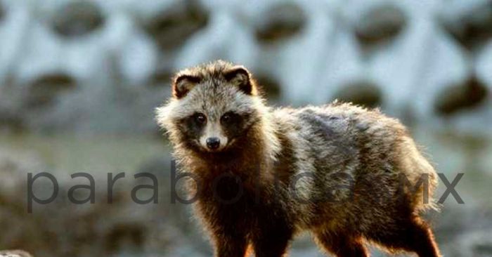 Plantea OMS que posiblemente Covid-19 se originó de un perro mapache