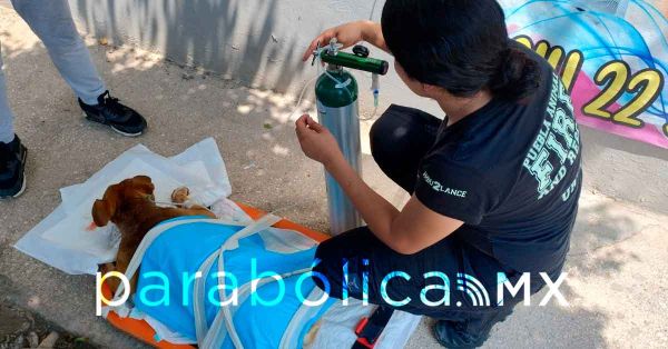 Lesiona ni&ntilde;o con pirotecnia a una perrita en la Guadalupana