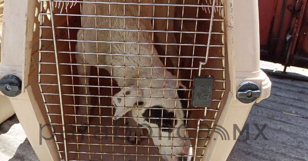 Rescatan a dos perritos en San Pedro Cholula