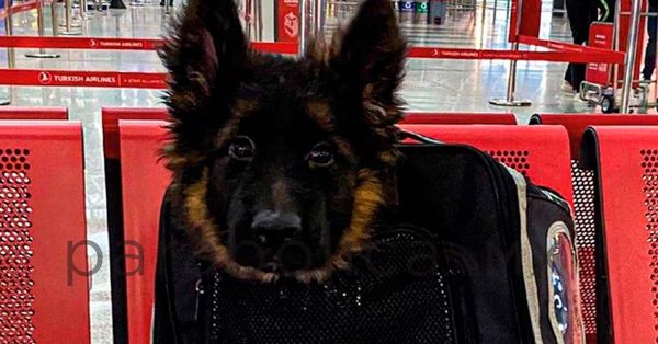 Llega a México cachorro donado por Turquía en honor a Proteo