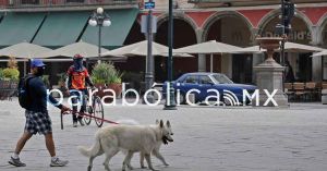 Propone PVEM que los refugios también reciban animales ante la caída de ceniza