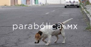 Tener amarrado a un perro todo el día es maltrato: Arabian