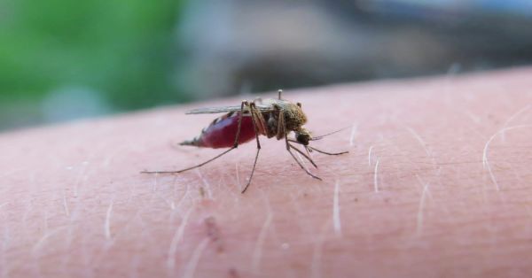 Aumentan casos de dengue en Puebla