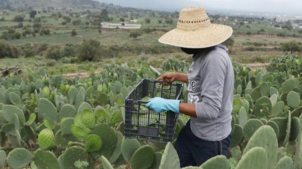 Publican lista de finalistas del concurso Premio Fincas Innovadoras &quot;Orgullo Puebla&quot;