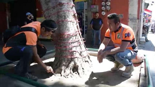 Detecta ayuntamiento &aacute;rbol con riesgo de ca&iacute;da en la 5 de mayo
