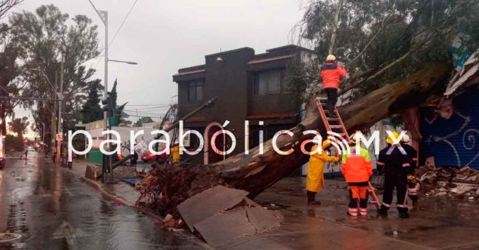 Por las lluvias sabatinas en la ciudad cae 11 árboles y postes