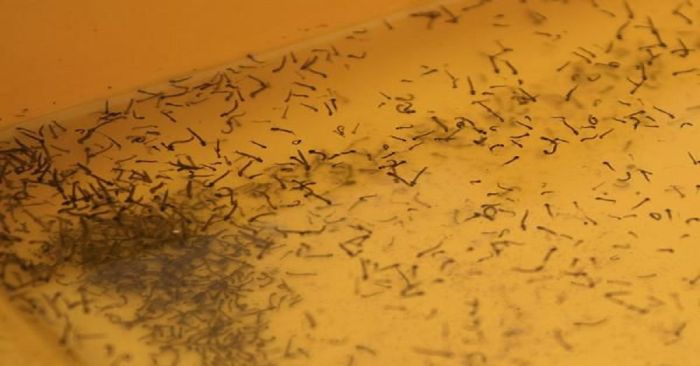 Contabilizan en Puebla mil 430 casos de dengue: Salud
