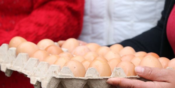 Promueve Bienestar ahorro familiar con producción avícola en el estado de Puebla