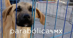 Deriva ayuntamiento al ministerio público 5% de denuncias por maltrato animal: Eduardo Rivera