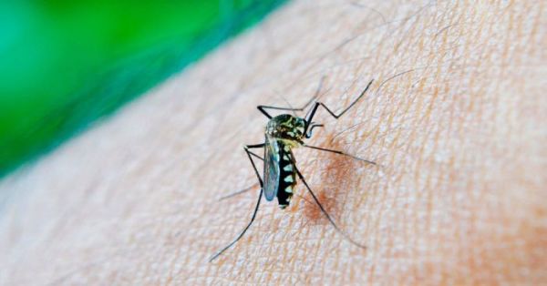 Llama Salud a mantener patios limpios y evitar acumulaciones de agua para atajar el dengue