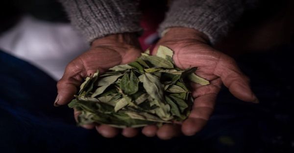 Sustituirán en Colombia 100 mil de hectáreas de cultivo de hoja de coca