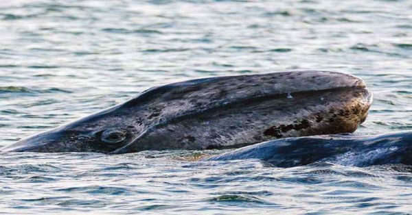 Comienza a llegar la ballena gris a Baja California Sur