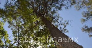 Cae árbol sobre Hermanos Serdán; mitigan riesgos en la zona