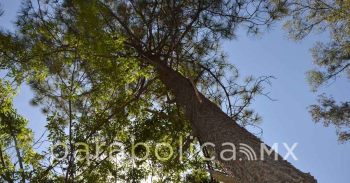Cae árbol sobre Hermanos Serdán; mitigan riesgos en la zona