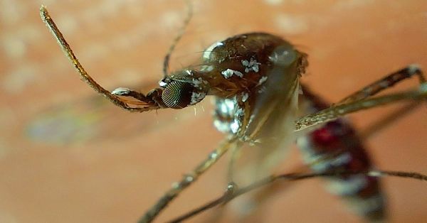 Hay en Puebla 2 mil 806 casos acumulados de dengue