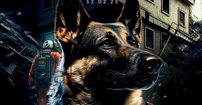 Erigir&aacute;n monumento a perro rescatista, Proteo en Estambul