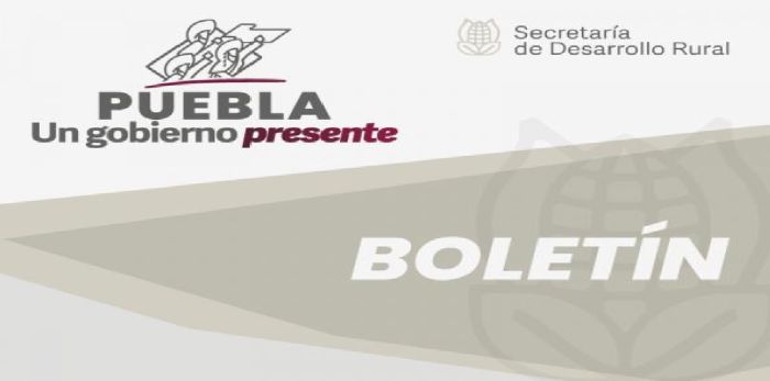En Cinemateca “Luis Buñuel”, gobierno estatal exhibirá filmes nominados al premio Ariel 2023