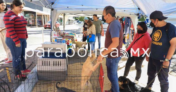 Realizan jornada de adopciones en Galería las Ánimas