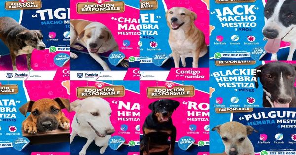 Adopta un perrito y s&aacute;lvalo del abandono