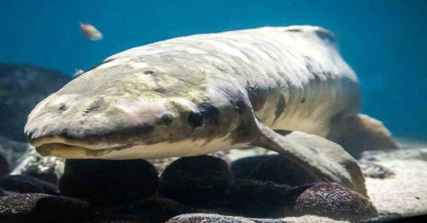 Conoce a Matusalén, pez de 100 años que vive en un acuario y desafía la extinción