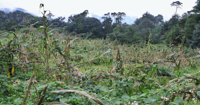 Atenderá gobierno estatal a productores afectados por contingencias climatológicas
