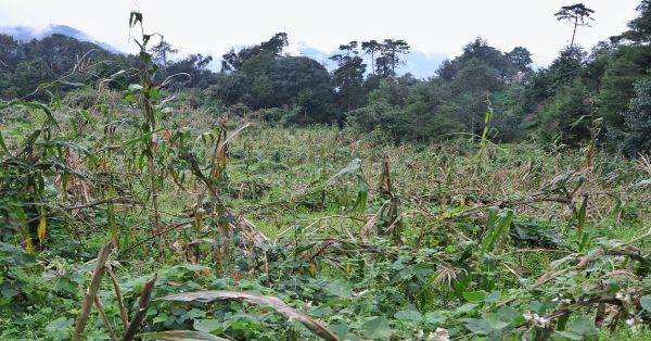 Atenderá gobierno estatal a productores afectados por contingencias climatológicas