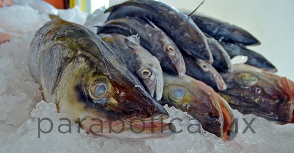 Descarta Japón contaminación en muestras de pescado