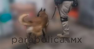 Asegura K9 de la SSC Puebla 41 kilos de posible droga