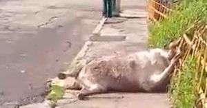 Hallan cebú muerto en Xochimehuacán; animalistas urgen realizar investigación