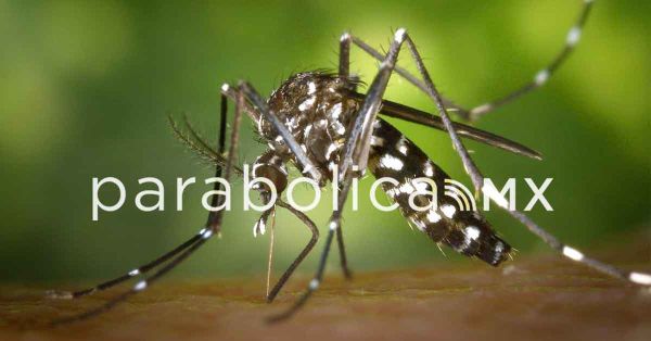 Descarta Salud hospitalizados por dengue en Puebla