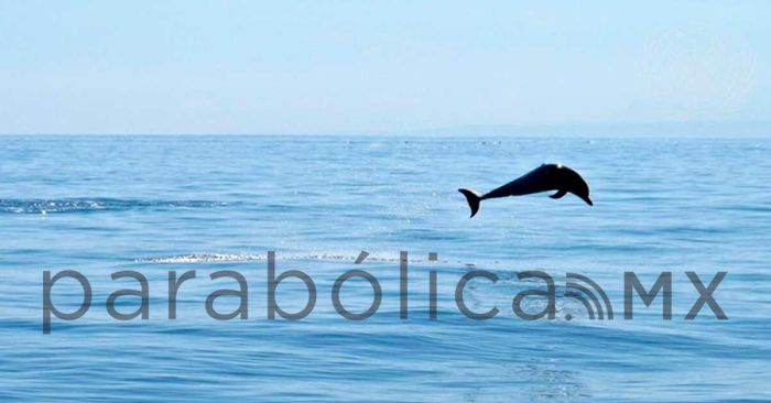 Aprueba ONU tratado internacional para proteger los oc&eacute;anos