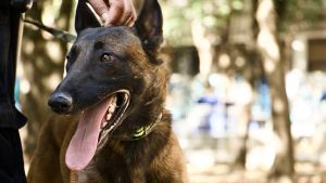 Se suma Rocky al cuidado del Parque Juárez