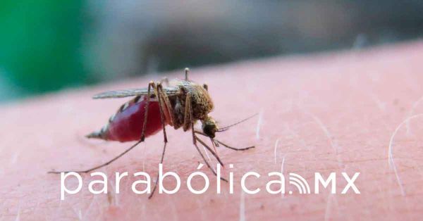 Concentran 78 municipios poblanos los casos de dengue: Salud