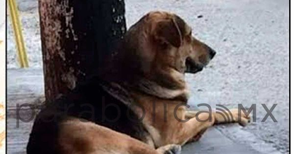 Muere perrito tras ser golpeado por robarse un pan en Chilpancingo