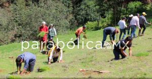 Plantarán 2.5 millones de árboles en ocho jornadas en varios municipios: Medio Ambiente