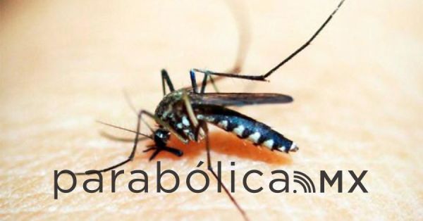 Reporta Salud 32 nuevos contagios por dengue en Puebla