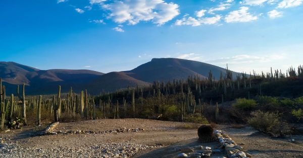 Entregan semillas para huertos urbanos en Tehuacán