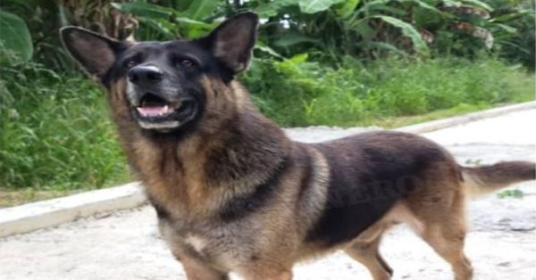 Secuestran y matan a 'Bobo', otro caso de maltrato animal en Oaxaca
